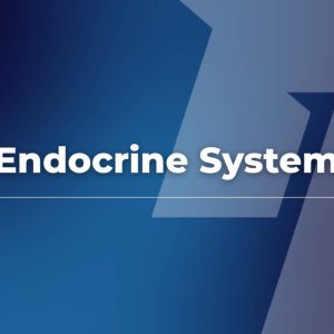 Endocrine System